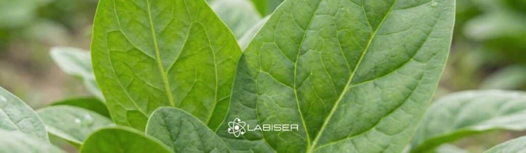 hojas de planta sana con nutrición adecuada en magnesio