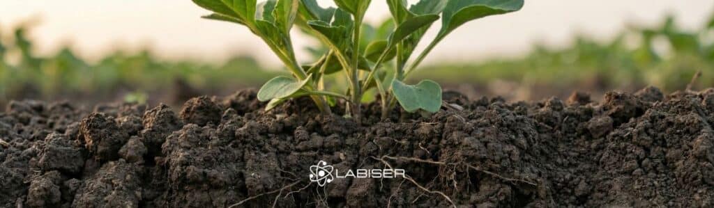 suelo agrícola con raíces y planta sana representando un abonado nitrogenado equilibrado