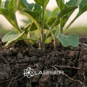 suelo agrícola con raíces y planta sana representando un abonado nitrogenado equilibrado
