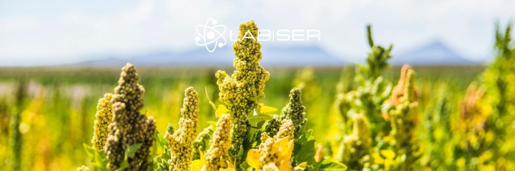 planta de quinoa cultivada en el campo