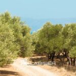 olivar sano bien manejado