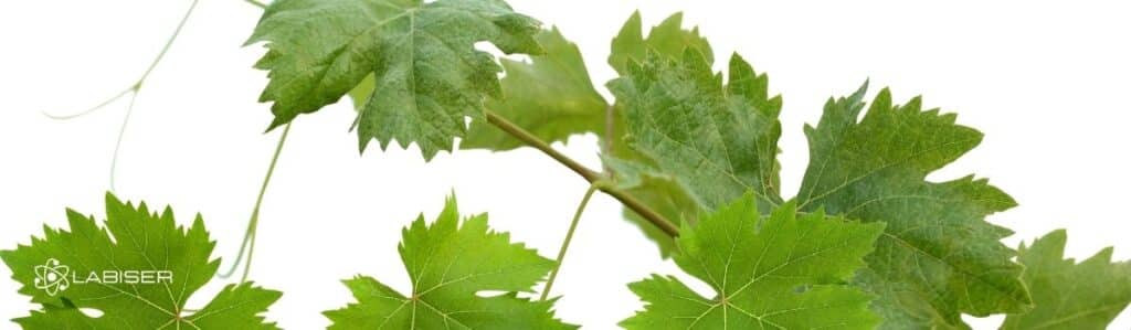 hoja de vid para analizar