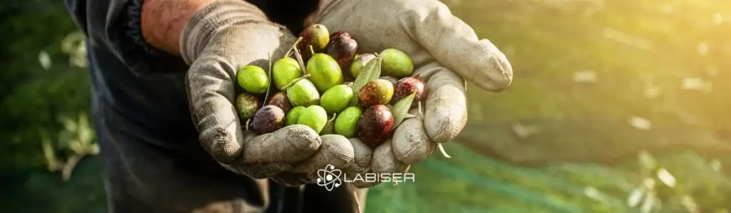 toma-muestra-aceituna